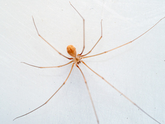 Micropholcus fauroti