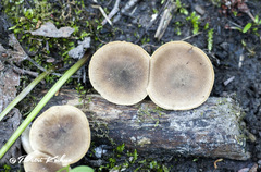 Lentinus substrictus