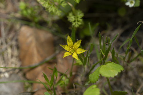 Acute-flowered Star-of-Bethlehem (Gagea fibrosa)