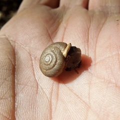 Triodopsis juxtidens