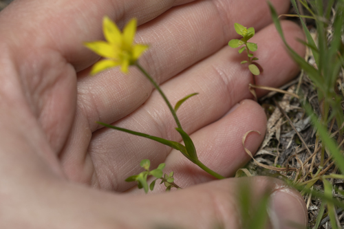 Image of Gagea fibrosa by (c) Eleftherios Katsillis, some rights reserved (CC BY)