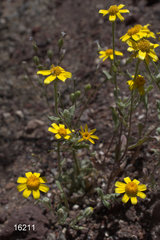 Baileya pauciradiata