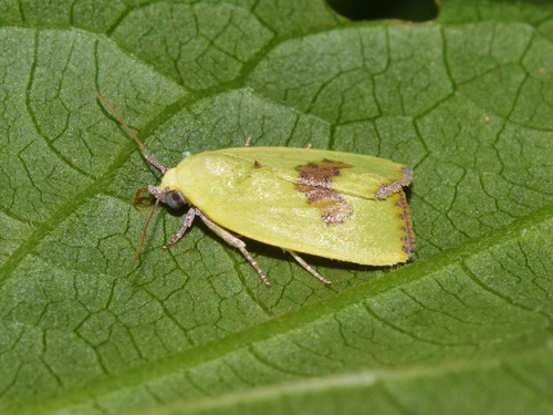 Spiny Bollworm