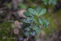 Mycosphaerella stemmatea