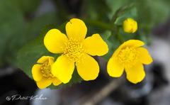 Caltha palustris