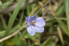 Erodium gruinum