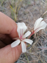 Pelargonium carneum