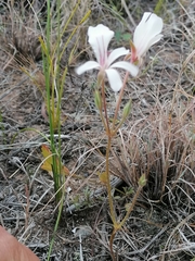 Pelargonium carneum