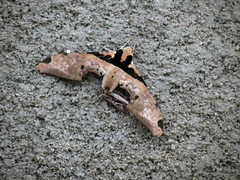 Adhemarius eurysthenes