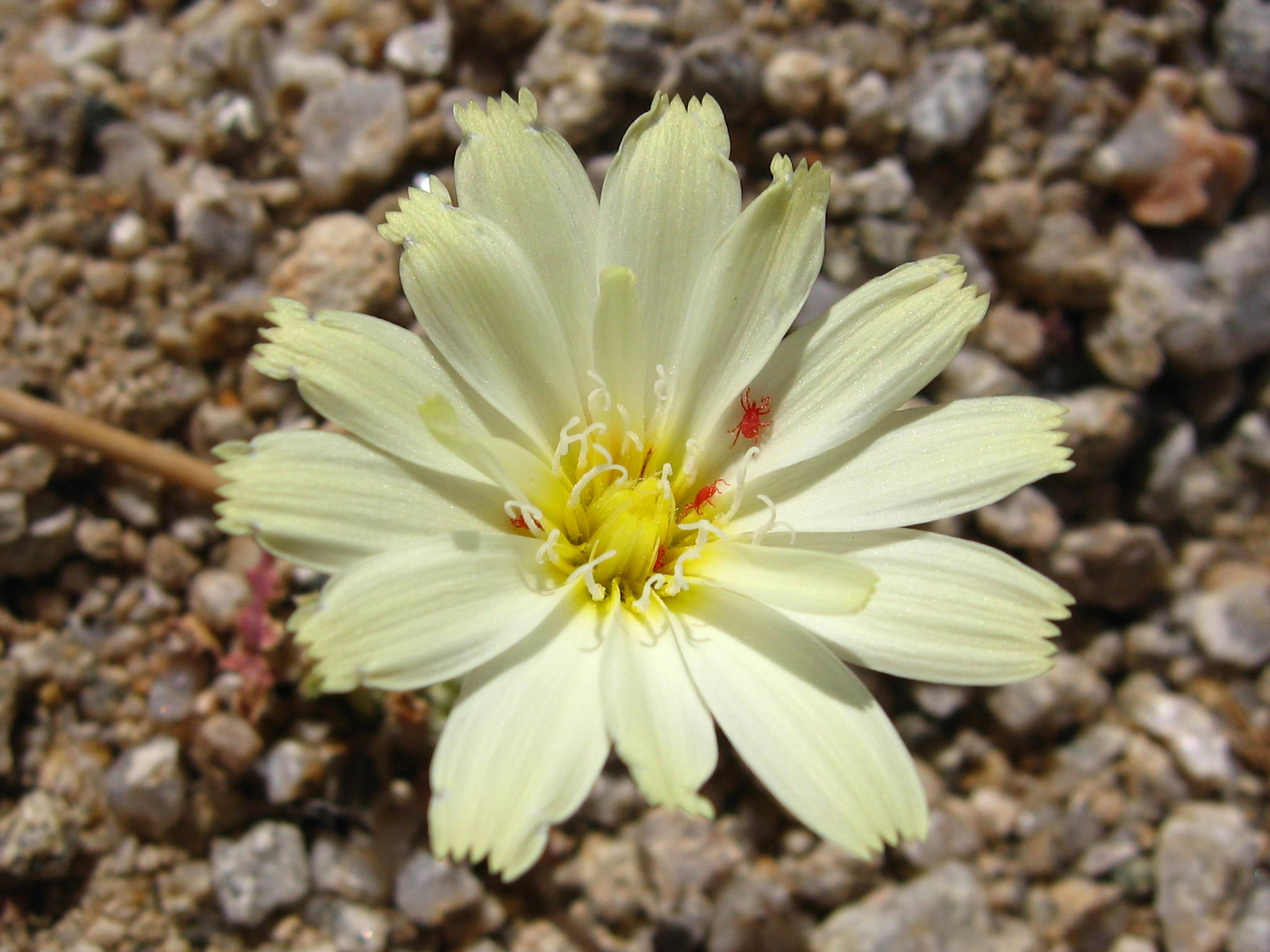 Anisocoma