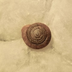 Triodopsis juxtidens