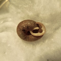 Triodopsis juxtidens