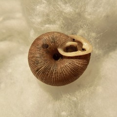 Triodopsis juxtidens