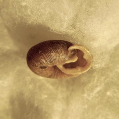 Triodopsis juxtidens