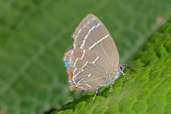 Apuecla upupa