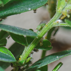 Acizzia jamatonica