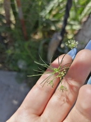 Cyclospermum