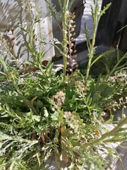 Cyclospermum