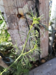 Cyclospermum