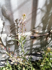 Cyclospermum