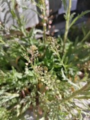 Cyclospermum