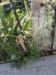 Cyclospermum