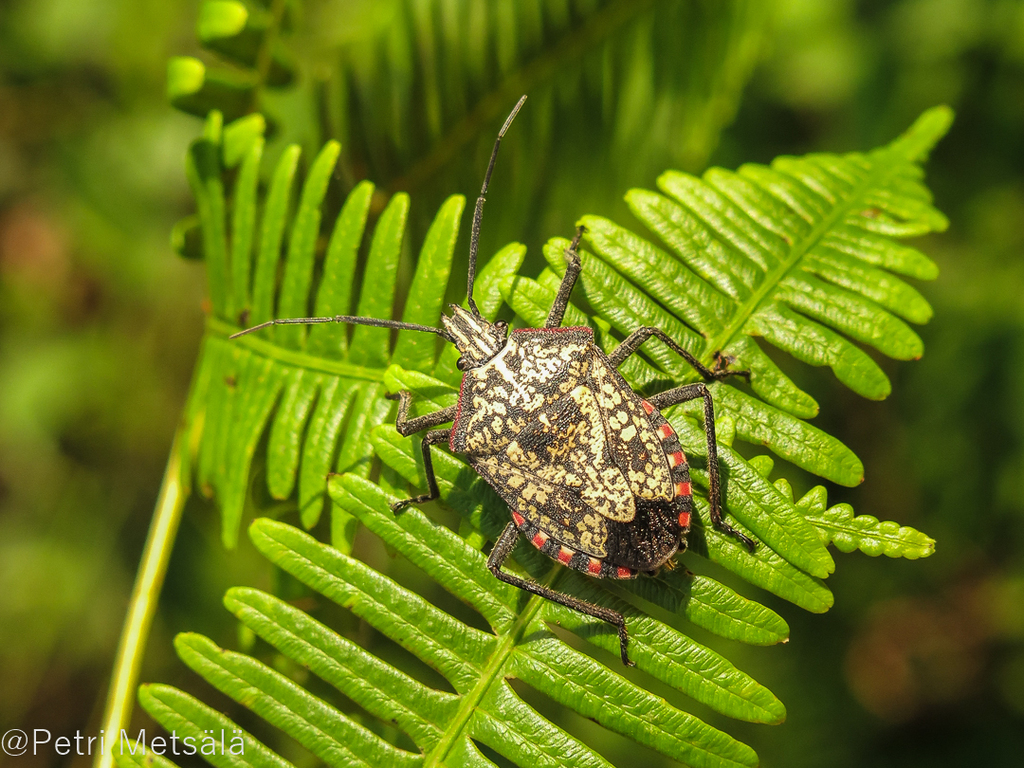 Banded-antenna False Stink Bugs