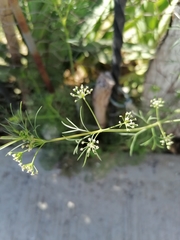 Cyclospermum