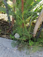 Cyclospermum