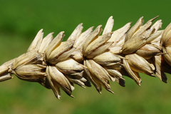 Triticum aestivum