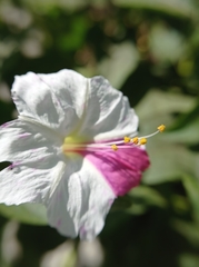 Mirabilis