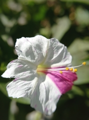 Mirabilis
