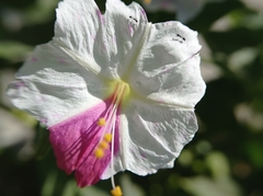 Mirabilis