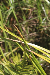 Eleocharis acutangula