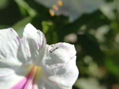 Mirabilis