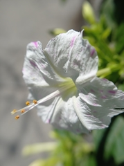 Mirabilis
