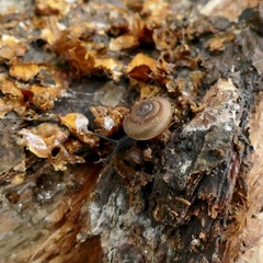 Triodopsis juxtidens