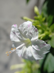 Mirabilis
