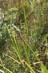 Eleocharis acutangula