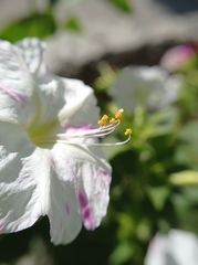 Mirabilis