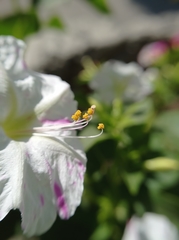 Mirabilis