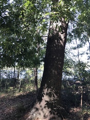 Carya glabra megacarpa