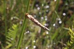 Eleocharis acutangula