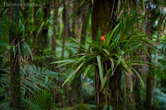 Guzmania berteroniana