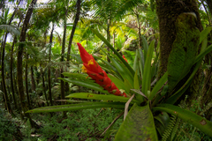 Guzmania berteroniana