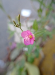Oenothera rosea
