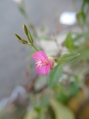 Oenothera rosea