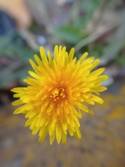 Taraxacum officinale