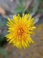 Taraxacum officinale