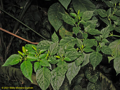 Capsicum frutescens